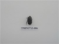 藏品(金龜子科)的圖片